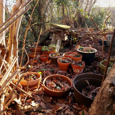 Topflager ( Leberblümchen )