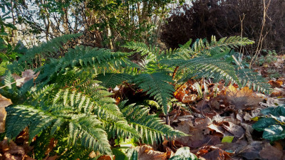 Schildfarne ( Aculeatum / Polyblepharum )