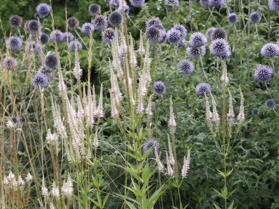 Veronicastrum virginicum, Echinops spaerocephalus.JPG