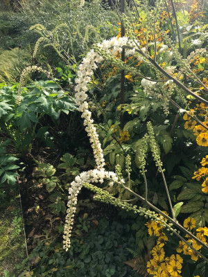 Actaea simplex (ramosa)x Helenium.JPG
