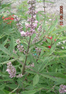 Agrarium_-_Monchspfeffer_Vitex_agnus_castei.jpg