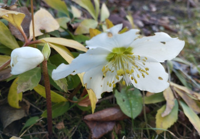 251217_Helleborus.jpg