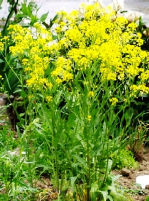 Gartenkresse1.jpg