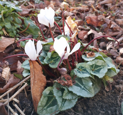 251217_Cyclamen.jpg