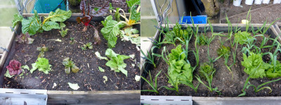 24.12.2024 - 05.04.2025 / -12°-überlebende Salate