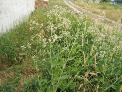 DSCF2708.JPG