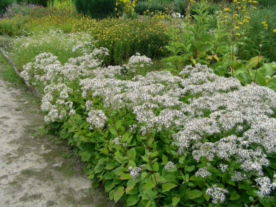 Aster divaricatus Ende Juli 08 (13).JPG