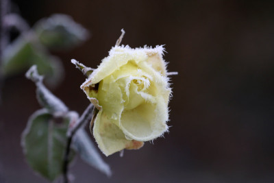 Uschi-Rose-1.jpg
