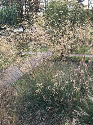 Stipa gigantea x.JPG