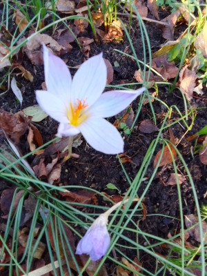Crocus speciosus bei 8°C
