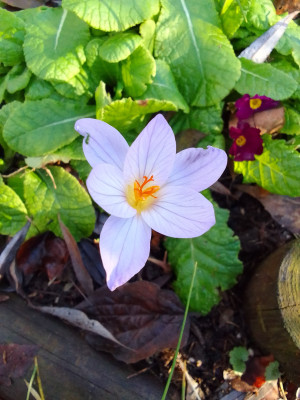 Crocus speciosus bei Kaiserwetter