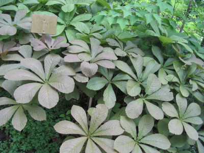 Rodgersia aesculifolia.JPG