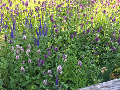 Stachys mon, und Veronica (1).JPG