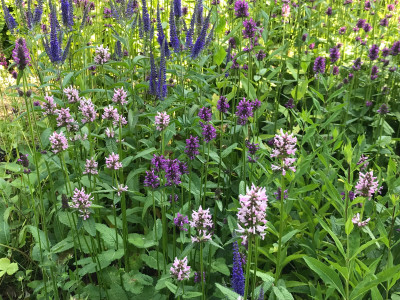 Stachys mon, und Veronica (2).JPG