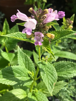 Nepeta subs. rosa.JPG