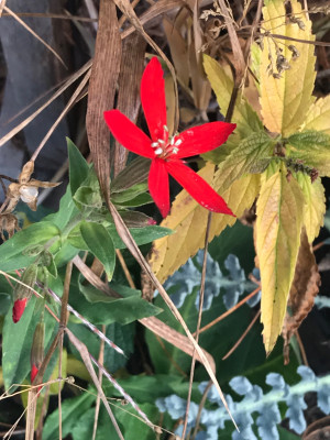 Silene regia (1).JPG