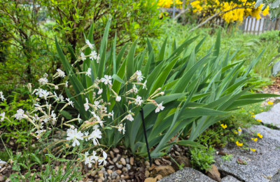 20251220_172446 Silene italica ex Mediavalle.jpg