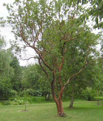 77ARBUTUS_ANDRACHNOIDES25.jpg