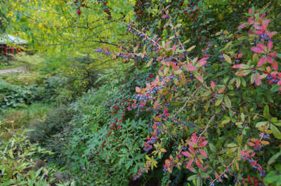 Cotoneaster und Berberis j..JPG