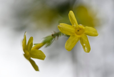 Der wächst eigentlich bei Nachbars, guckt aber über den Zaun und wird schon benagt