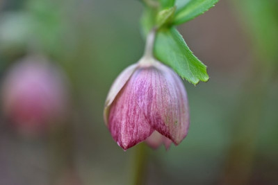 braucht noch ein paar Tage, aber Frost droht