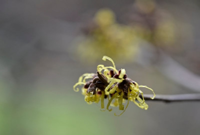 das sollte 'Pallida' sein, glaube ich aber nicht