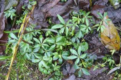 Helleborus_foetidus_Jungpflanzen_fars_2008.jpg