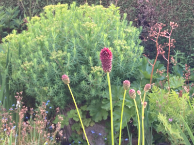 Euphorbia pal. Sang off Teich.JPG