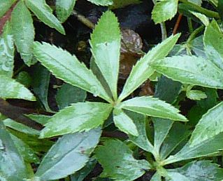 Helleborus_foetidus_Jungpflanzen_2_fars_2008.jpg
