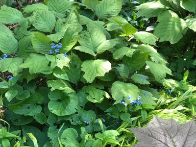 Deinanthe Laub TU (1).JPG