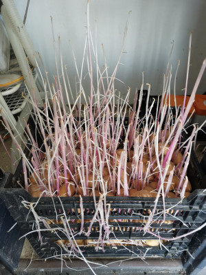 Kartoffeln Kammer.jpeg