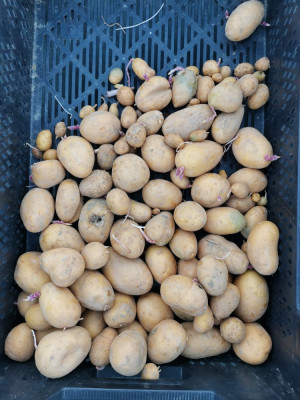 Simonetta 20251221.jpeg