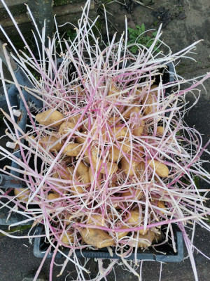 Annabelle 20251221.jpeg