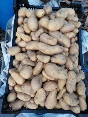 Annabelle geribbelt 20251221.jpeg