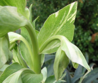 2008_12_09_87_2_helleborus_foetidus_pan_2.jpg
