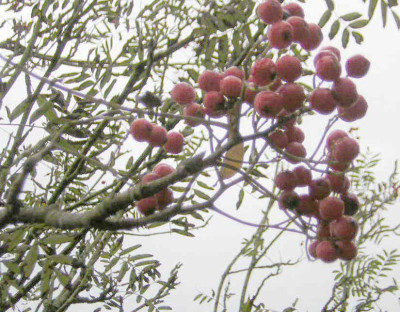 77SORBUS_POHUASHANENSIS2.jpg