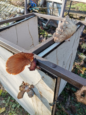 Austernpilze Sperrholz.jpeg