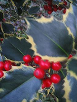 Ilex_Rub_Aurea.jpg