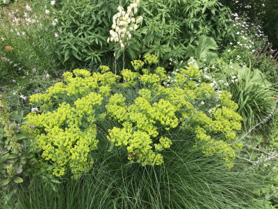 Euph. seq. und Yucca.JPG