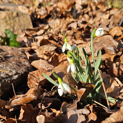 Galanthus gracilis