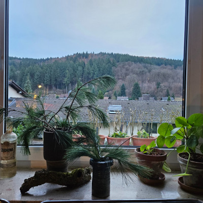 braune Vase Kiefern vor Fenster 20251223_153408.jpg