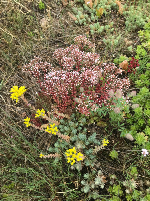Sedum album und reflexum x.JPG
