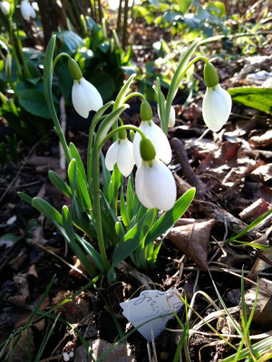 Galanthus gracilis.jpg
