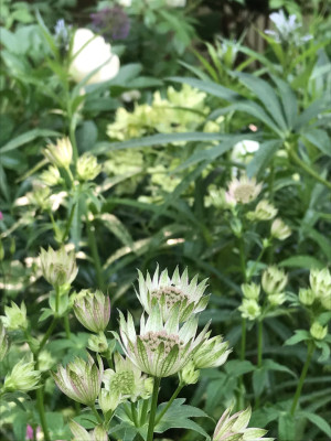 Astrantia mit Helleborus (3).JPG