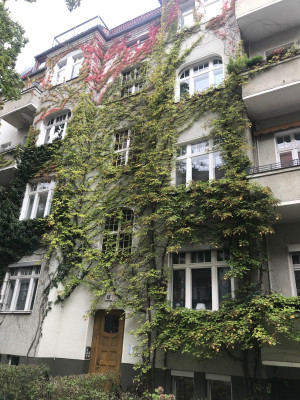 Hydrangea anomala petiolaris  (3).JPG