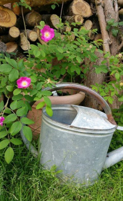 2018-05-31 gallica x pendulina.jpg