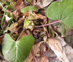 Petasites.jpg
