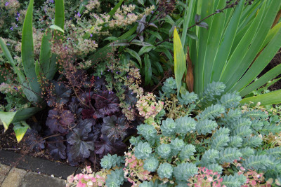 euphrobia, Heuchera, Iris, Caryop. Penst..JPG