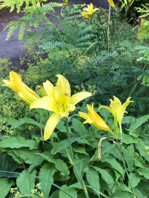 Hemerocallis.JPG