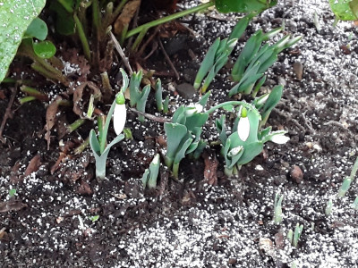 Galanthus elwesii